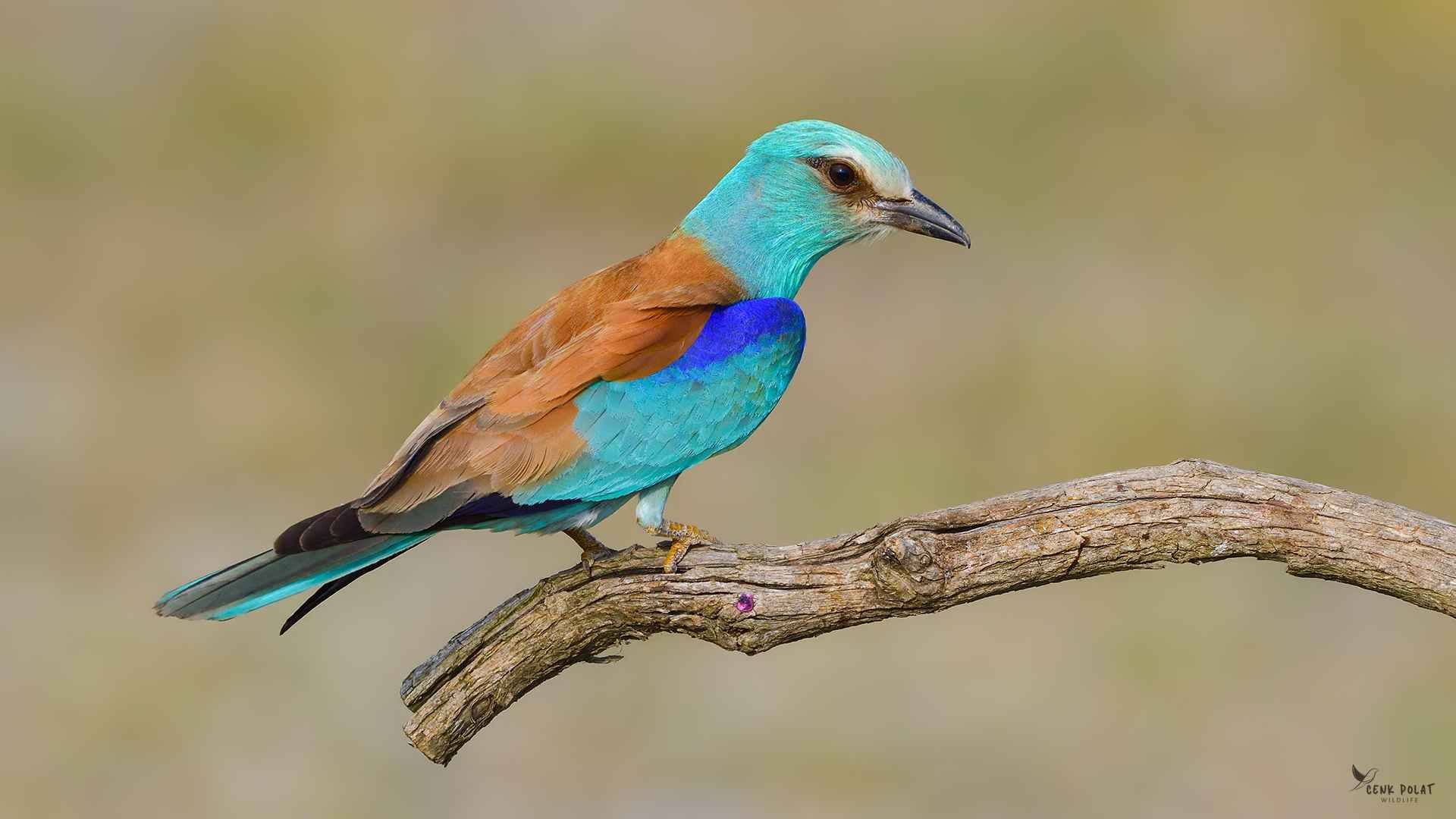 European Roller